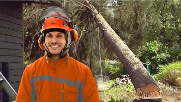 JEPP | Cutting down a large spruce tree in a tight spot