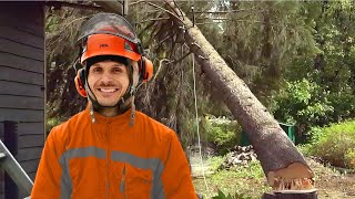 JEPP | Cutting down a large spruce tree in a tight spot