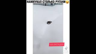 Я в тебя верю, БрАтАн ! 🤣 | ХА-ХАТУШКА 🤭