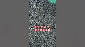 Trà Móc Câu Tân Cương Món Quà Biếu Tết Lịch Lãm