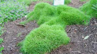 Zen Grass® Zoysia: The Low-Maintenance Lawn Alternative | The Garden Gurus