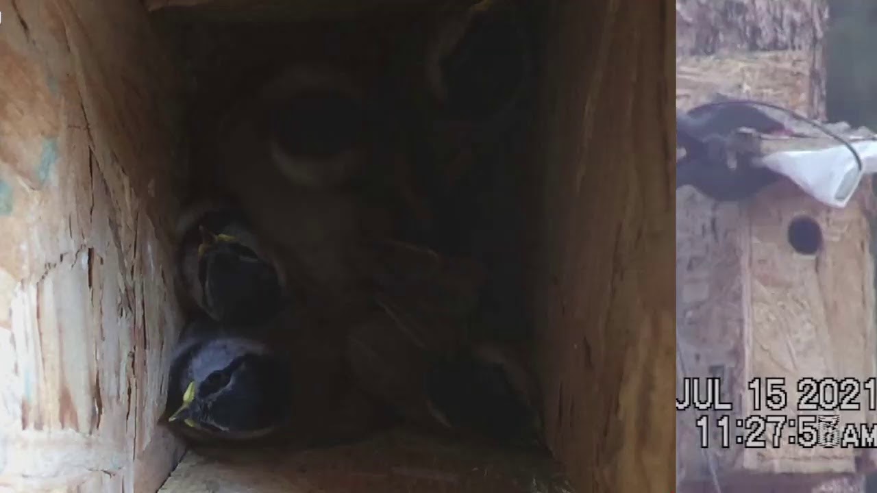 Mountain Chickadee Nest Cam 