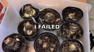 I Failed/My Amaryllis Mistakes