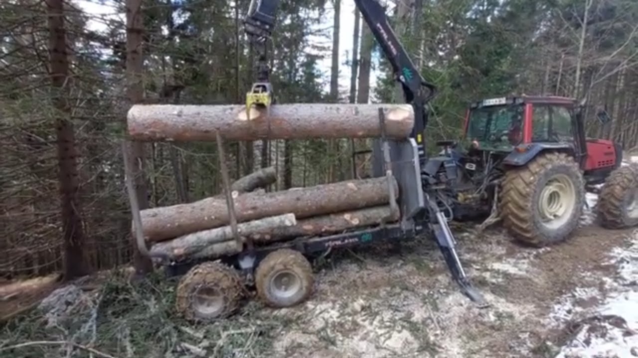 Prežagovanje smreke