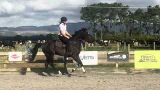 Spiro having a spin 3yo Ottb Jump Start