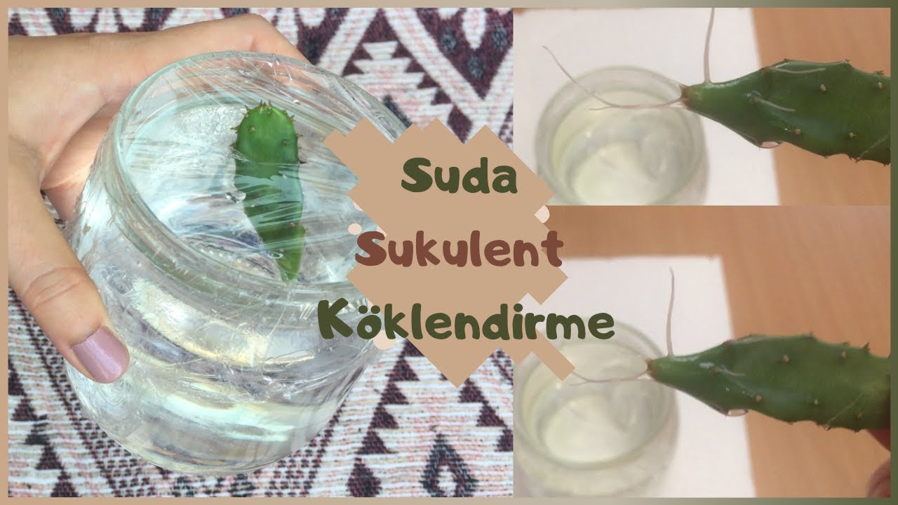 SUDA SUKULENT KÖKLENDİRME 🚰 | Kökleri Görmek Sizi Mutlu Edecek