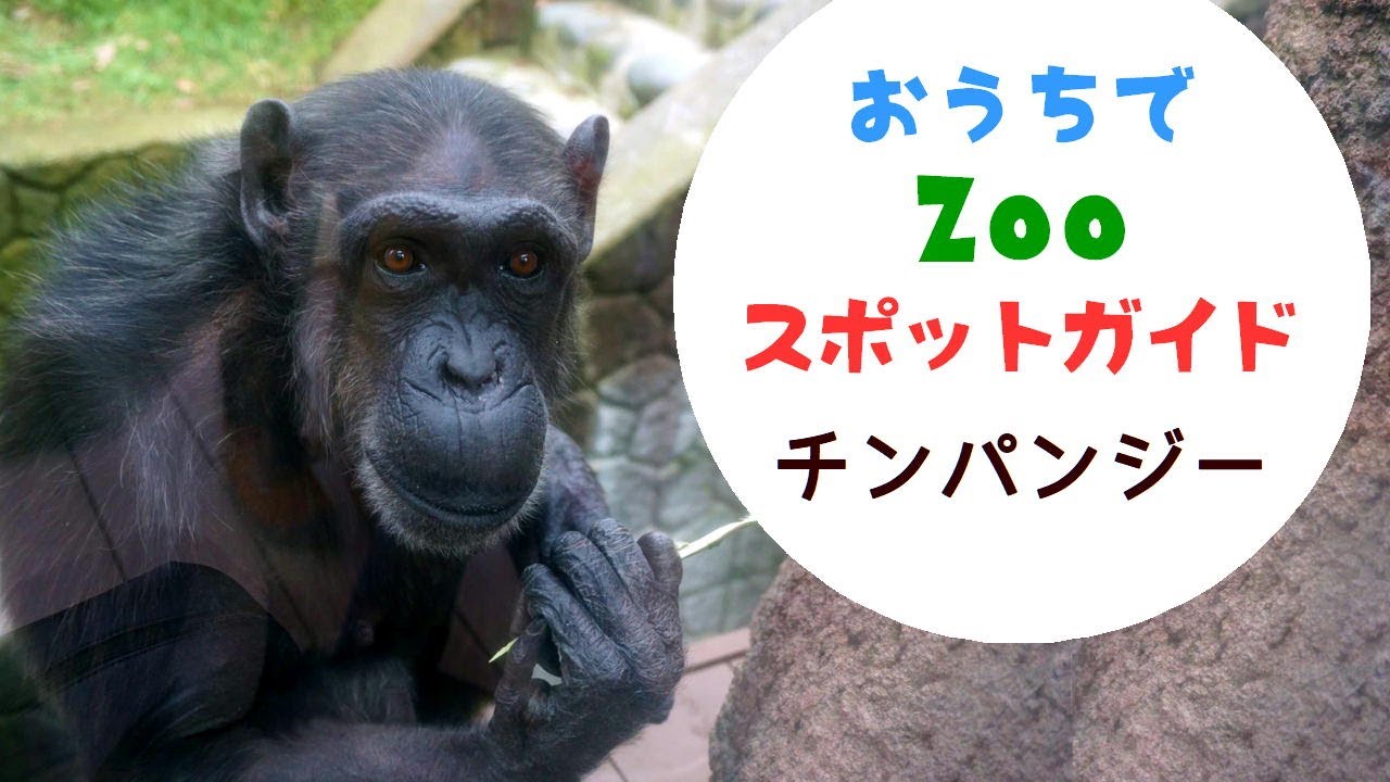 【福岡市動物園】おうちでZOOスポットガイド：チンパンジー