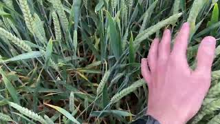 Revelation Winter Wheat 2022: Early Drill Soft Group 4 Variety screenshot 1