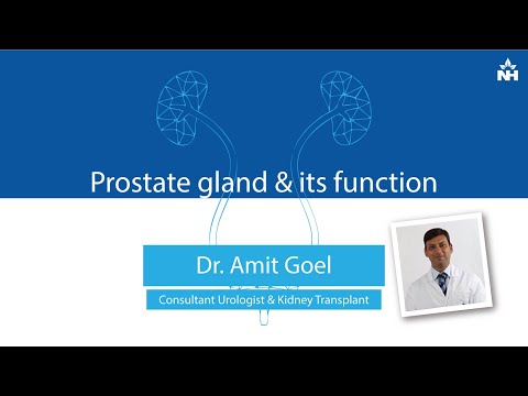 प्रोस्टेट ग्रंथि और इसके कार्य को समझना | डॉ अमित गोयल
