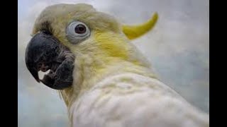 картинка: 🦜 АНАЛИЗИРУЮ ПРОИСХОДЯЩИЙ ИНЦИДЕНТ НА МОЁМ БАЛКОНЕ, Часть 3