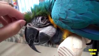 Try Not To Laugh Or Grin 2017 L Parrots Addition L Awesome Animals