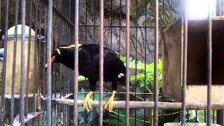 Video Burung Beo Lucu Nyanyi Lagu Cita Citata
