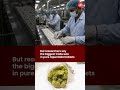 Deadly KUSH crisis in Africa linked to Indian opioid exports: AFP investigation