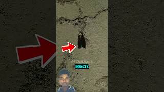 Top 5 Insects That Would DESTROY the World If 1,000x Bigger" 😯🐜#insects #biggestinsect#shorts