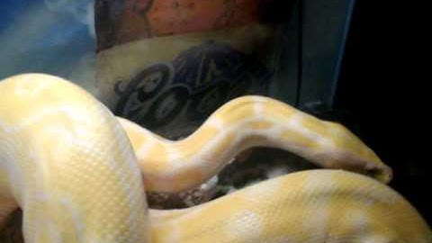 14ft. Albino Burmese Python Eating Rabbit. Part 2