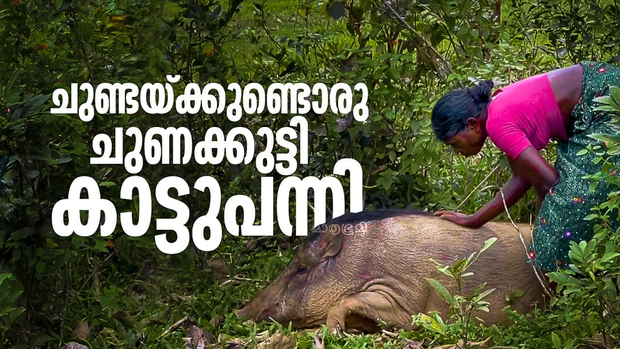 കട്ടൻ ചായ കുടിക്കുന്ന, ചോറുണ്ണുന്ന,  പാരസെറ്റാമോൾ കഴിക്കുന്ന കാട്ടുപന്നി| Wildlife | Mathrubhumi.com