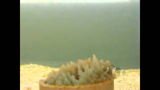 Bbtip Super Green E Ocellaris Super Orange..