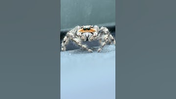 Jumping spider escape and Daddy-long legs. #spiders #jumpingspider #animallover  #cuteanimals