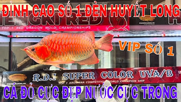 🔴ĐÈN CHUYÊN DỤNG VIP NHẤT CHO CÁ RỒNG HUYẾT LONG | ÁNH SÁNG TUYỆT HẢO - TRONG MÀU NƯỚC - ĐỎ CÁ