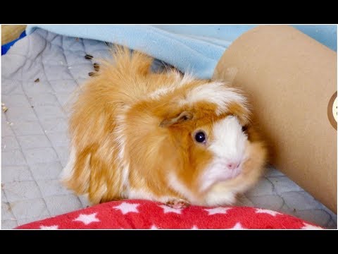 guinea pig dad fleece