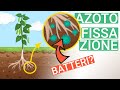 AZOTOFISSAZIONE: Come le LEGUMINOSE si creano l'AZOTO