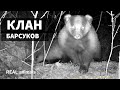 Барсуки. КЛАН и барсучьи отношения. Часть 2 / REAL animals