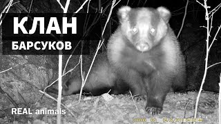 Барсуки. КЛАН и барсучьи отношения. Часть 2 / REAL animals Барсуки. КЛАН и барсучьи отношения. Часть 2 / REAL animals