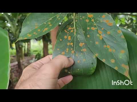 Vídeo: Sintomas da mancha foliar de algas - dicas sobre o tratamento da doença da mancha foliar de algas