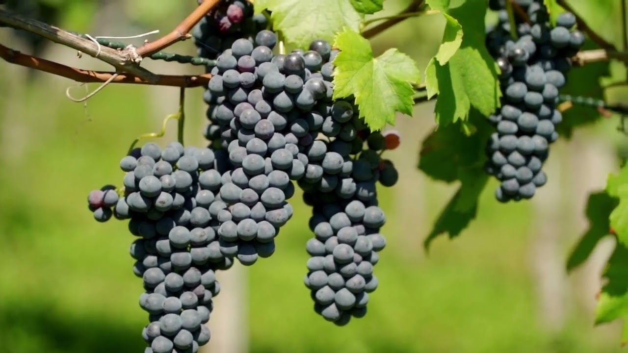 Trauben: Eine Geschmacksreise durch Geschichte, Gesundheit und Kultur