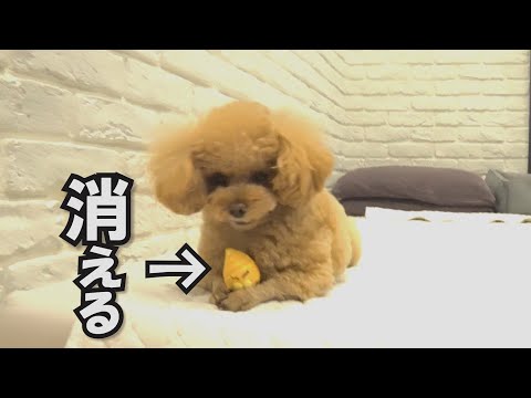 持ってたオモチャが一瞬で消えた時の犬の反応がツボでした
