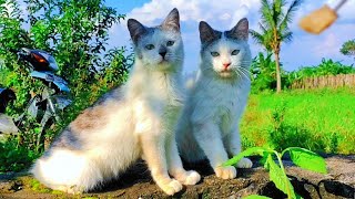 😸🐱CAT CUTE - PLAY WITH CAT -BILLI KARTI MEOW MEOW- kittens cats funniest - Animal Funny- VS 017 by ANIMALS 22 178 views 6 days ago 3 minutes, 15 seconds