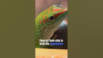 Gecko Feet Inspire Wall-Climbing Robots!