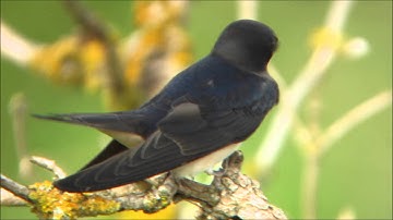 Boerenzwaluw met jongen 14 08 02   Garlitz