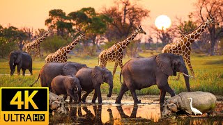 Africa Animals 4K: Dorob National Park - Scenic Wildlife Film With Calming Music