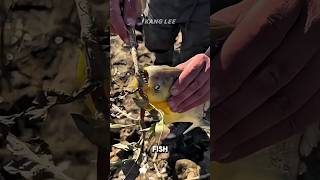 Razor-Sharp Fish Teeth Revealed! 😱 #shorts