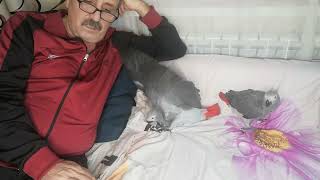 все о Жако. это полезно знать начинающим заводчикам
