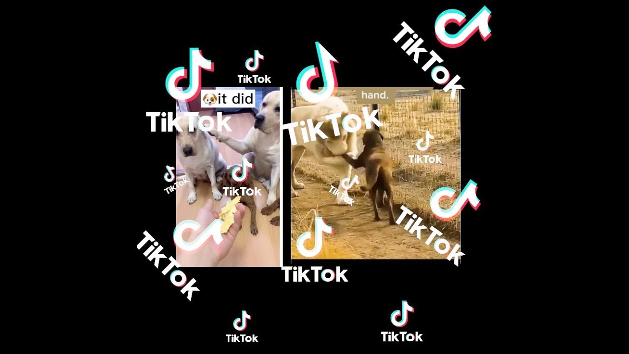 CUTE & FUNNY ANIMAL TIKTOKS THAT WILL CHANGE YOUR DAY ! - YouTube