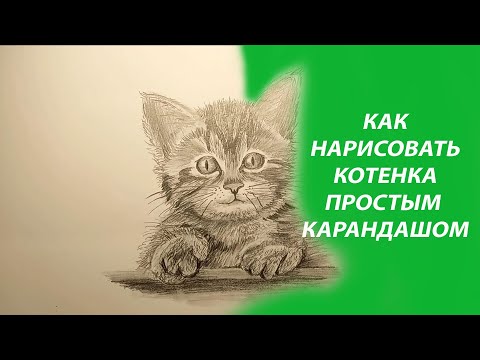 Video: Карандаш менен мышыкты кантип тартуу керек