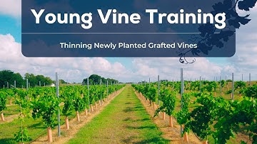 Thinning Newly Planted Grafted Vines