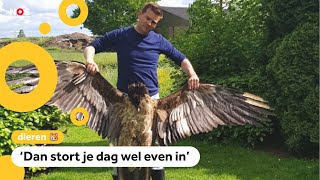 Zeldzame vogel dood na botsing met windmolen