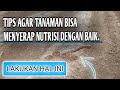 Proses pengadukan pupuk kimia di media bedengan part9 budidayacabe