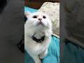 Wait For End 🤣 #cat #vlog #shorts #funny #catvideos #shortsfeed