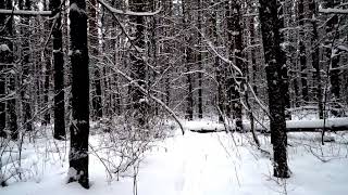 #Magical #Winter #Forest мелодия Волшебного зимнего леса