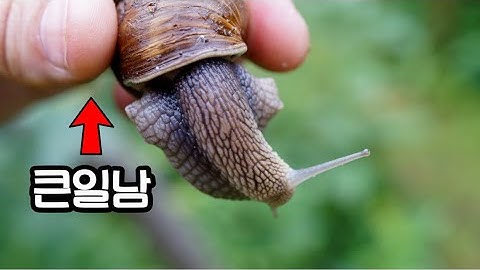 매년 2만명을 죽게 만드는 달팽이 (2억명이 감염됨)