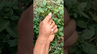 3195what Ahoh With Jelly Eyballfunny comedyfun