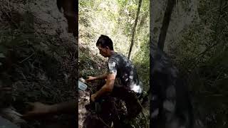 cara membuat jerat hama babi hutan.