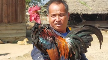 txoo vaj cov qaib dib do caj dab nyob rau lub zos ໂພນ ງາມ qua zoo heev li nawb 24/1/ 2021