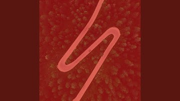 Scintillating Backdrops for Inner Peace