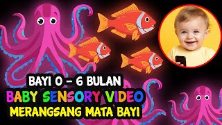 Video Untuk Bayi usia 3 - 6 Bulan Untuk Merangsang Penglihatan Bayi | Gurita dan Ikan