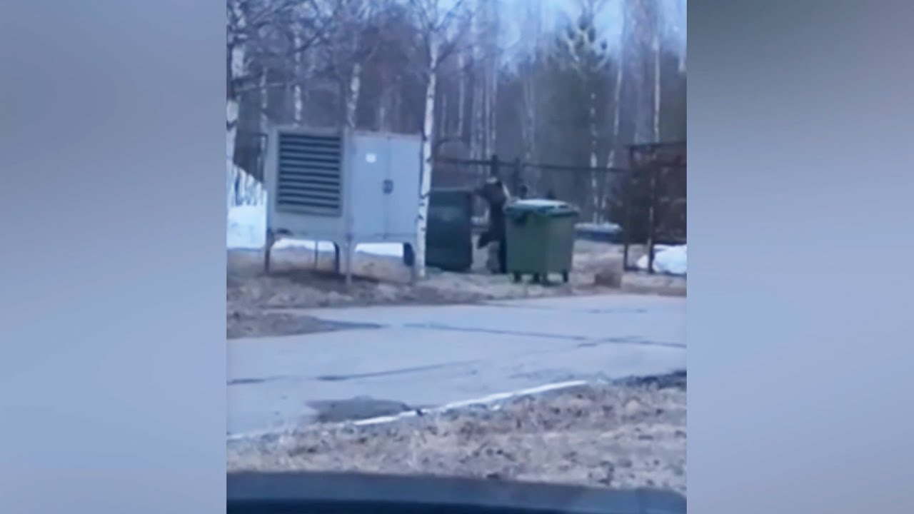 Медведь переворачивает контейнеры с мусором и бегает наперегонки с машинами по улицам Лангепаса